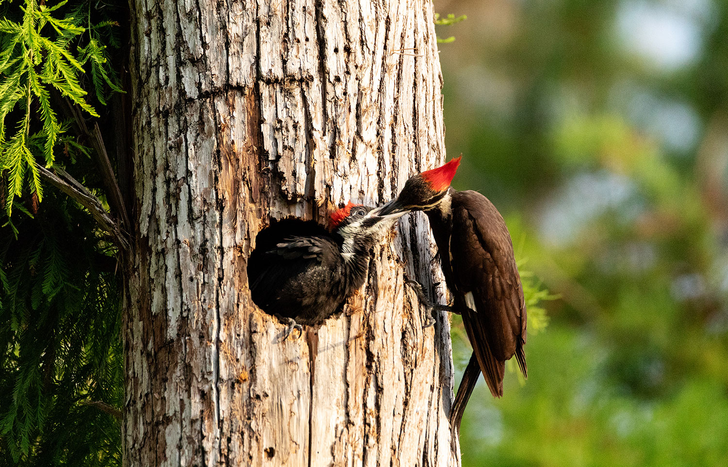 El Parche De Incubacion Del Pajaro Carpintero Iglesia De Dios Sociedad Misionera Mundial