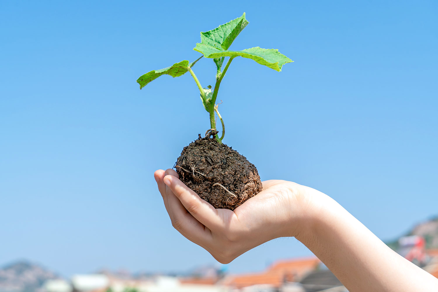 Como plantar un árbol - Iglesia de Dios Sociedad Misionera Mundial