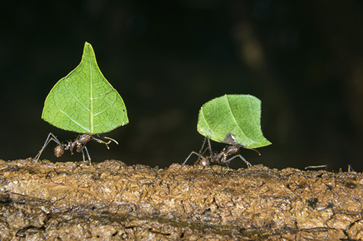 🍃 El increíble proceso de las hormigas cortadoras de hojas