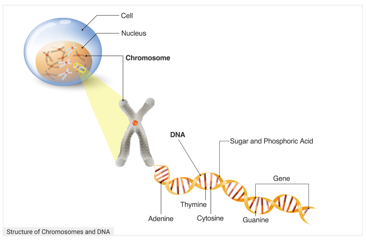 DNA, the Blueprint of Life - Bible and Science