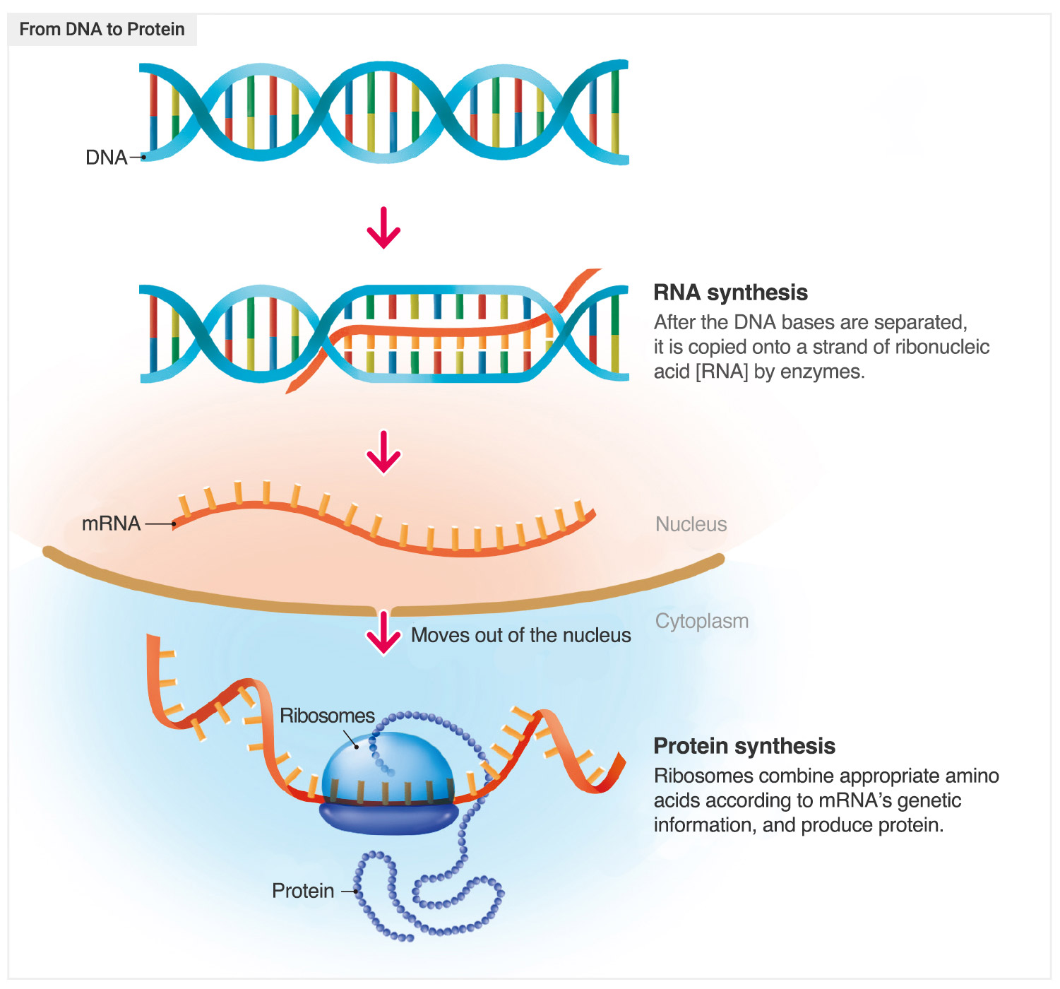 DNA, the Blueprint of Life - Bible and Science