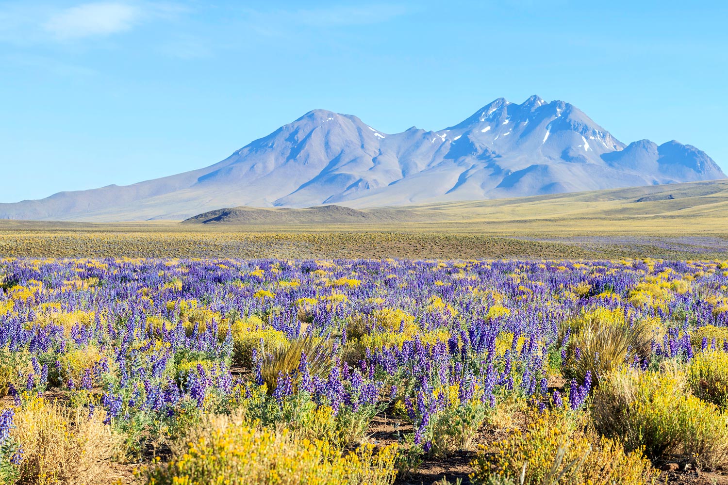 A Flowering Desert - Cultivating the Heart